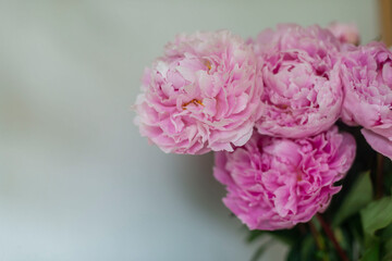 Pink peonie bouquet against white background close up bokeh blossoms