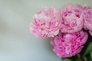 Pink peonie bouquet against white background close up bokeh blossoms