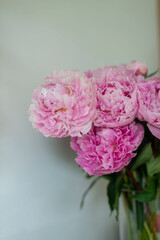 Pink peonie bouquet against white background close up bokeh blossoms