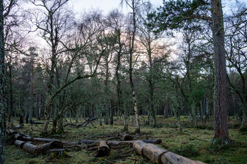 Abernethy Forest Scotland pine woods winter light lichens North landscape