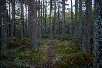 Abernethy Forest Scotland pine woods winter light lichens North landscape
