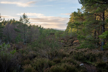 Abernethy Forest Scotland pine woods winter light lichens North landscape