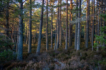 Abernethy Forest Scotland pine woods winter light lichens North landscape