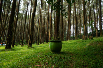 Serene Green Forest Scene Tall Pine Trees and Lush Grass