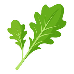 Arugula  vegetable vector perfect for healthy food, farm, eco, and organic-themed digital design projects.