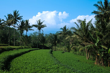 Lush Green Rice Terraces Under a Vibrant Blue Sky in Tropical Paradise
