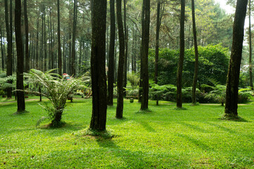 Serene Pine Forest Lush Green Grass and Sunlight Dappled Path