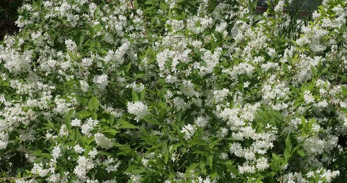 Zierliche Deutzie or Maiblumenstrauch (Deutzia gracilis). Strauch mit kleinen wei&szlig;en, sternf&ouml;rmigen Bl&uuml;ten, der eine pr&auml;chtige Bl&uuml;tenhecke bildet, deren Bl&auml;tter leicht im Wind zittern
