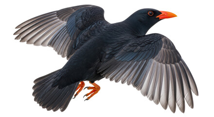 Isolated Bare-throated Bellbird Flying