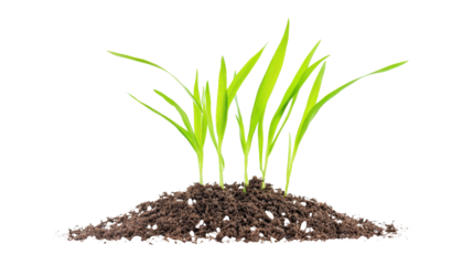 Fresh young rice plant seedling Transparent background, PNG