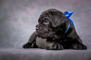 Black Cane Corso puppy with blue bow posing on blue background