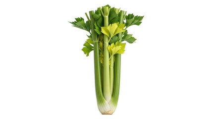 Isolated Celery stalk