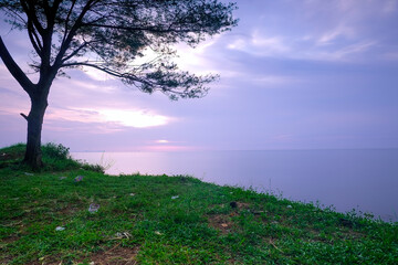 Serene Sunset Landscape Solitary Tree by the Ocean