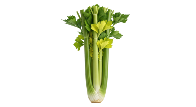 Isolated Celery stalk