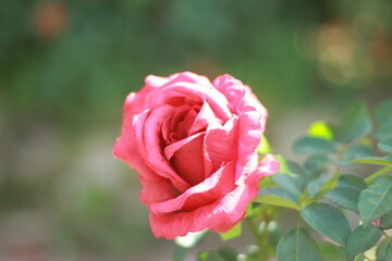 A vibrant collection of various flower species blooming in a botanical garden, beautifully arranged in harmony with nature — showcasing biodiversity, floral beauty, and a peaceful atmosphere.