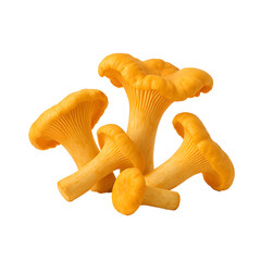 Group of Fresh Golden Chanterelle Mushrooms on White Background