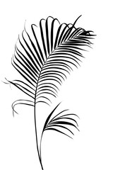 Obraz premium Black silhouette of palm tree and leaf in artistic vector style on white background