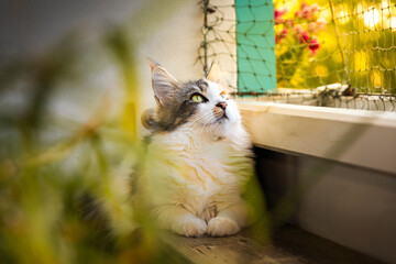 Eine Katze liegend auf dem Balkon und beobachtet.