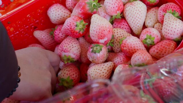 Light pink and white strawberries are picked by hand from a red basin&mdash;capturing subtle color, gentle fruit textures, and tactile interaction in a seasonal harvest moment.