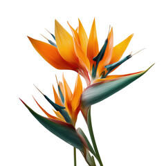 Exquisite bird of paradise flowers displaying vivid orange and green hues against white