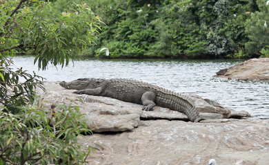 A lone Indian marsh Crocodile rests on a rock in the river in its natural habitat inside a Bird sanctuary in Karnataka, India.