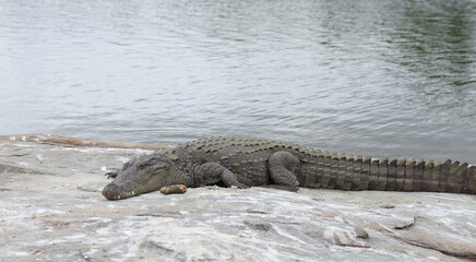 A lone Indian marsh Crocodile rests on a rock in the river in its natural habitat inside a Bird...