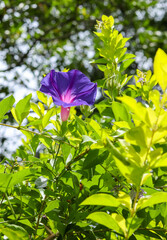 A Close up picture of a Morning glory or Ipomoea flower, ornamental, decorative, fully blossomed in vibrant purple color in India