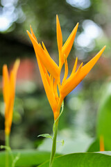  A Close up picture of a Heliconia or Parrot's beak flower, ornamental, decorative, fully blossomed in vibrant yellow color in India.