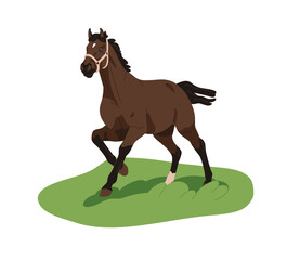 Horse walking on grass field. Domestic thoroughbred steed, farm stallion with halter on pasture, outdoors in nature. Equine animal in movement. Flat vector illustration isolated on white background