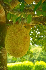 jackfruits on a tree in Costa Rica