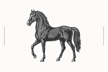 Walking horse in side view. Hand drawn vintage style black and white vector illustration. Farm animal and equestrian concept. Design for print, poster, card, invitation, banner