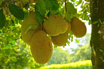 jackfruits on a tree in Costa Rica
