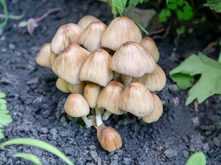 Close-up of mushrooms growing in a field