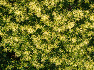 Aerial view of the Sweet Chestnut Tree in Bloom (Castanea sativa)