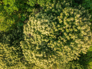 Aerial view of the Sweet Chestnut Tree in Bloom (Castanea sativa)