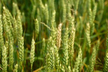 Close-up of green wheat spikes growing in field at summer day. Concept of agriculture, crop...