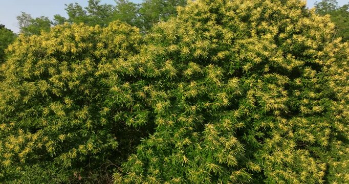 Aerial view of the Sweet Chestnut Tree in Bloom (Castanea sativa)