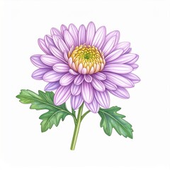 Purple Chrysanthemum Flower Illustration