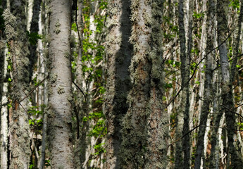 Field with many birch trees with selective focus