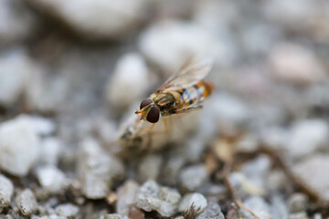 Wasp in Focus Precision and Power of Nature