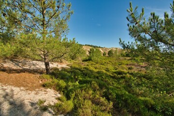 Schoorlsen Dünen in Nordholland