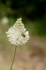A small beetle (Leptura quadrifasciata) sits on a blooming wild garlic flower