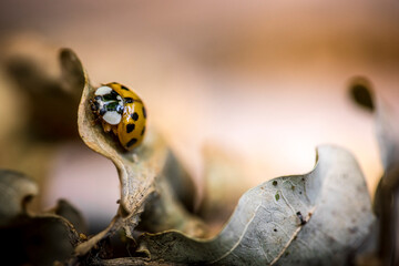 Seven-Spotted Ladybug perched on curled brown, macro nature clo