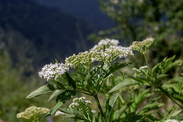 The medicinal herbs Dwarf elder (Sambucus ebulus) close-up