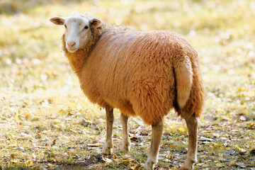 A fluffy sheep stands in a sunny meadow surrounded by autumn foliage, enjoying the warm afternoon...