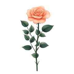 A Single Peach Rose Stem with Lush Green Leaves Isolated on White Background Botanical Illustration