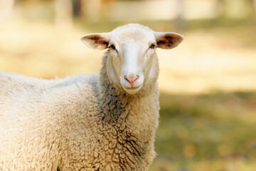 Fototapeta premium A close-up of a curious sheep standing in a sunny pasture, showcasing its soft wool and bright eyes in a tranquil rural setting