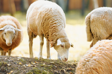Sheep grazing peacefully in a sunlit meadow during the afternoon in a rural setting