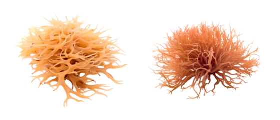 Irish Moss image isolated on transparent background.