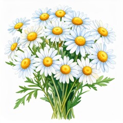 Obraz premium Vibrant White Daisies Bouquet with Yellow Centers